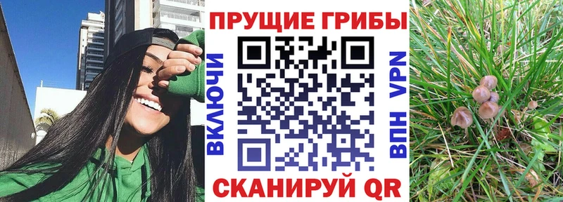 продажа наркотиков Коммунар Галлюциногенные грибы Cubensis